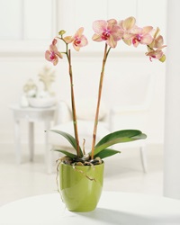 Transplantation orchidea Phalaenopsis (Phalaenopsis) Kiültetés orchideák phalaenopsis