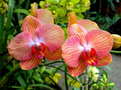 Transplantation orchidea Phalaenopsis (orchidea) Kiültetés orchideák phalaenopsis