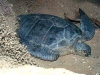 Miért teknősök élnek olyan sokáig, hogy miért teknősök élnek nagyon sokáig