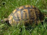 Miért teknősök élnek olyan sokáig, hogy miért teknősök élnek nagyon sokáig