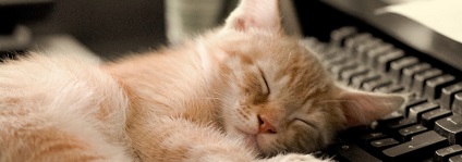 Miért macskák szeretnek feküdni a billentyűzet