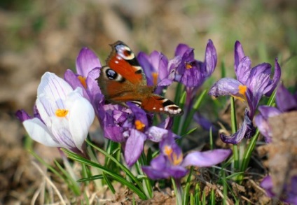 Miért olyan sok ember szereti a tavaszi és szeretsz tavaszi indokolja