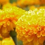 Miért nem virágzik Marigold mit kell tenni gyengén virágzik Marigold