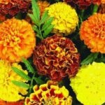 Miért nem virágzik Marigold mit kell tenni gyengén virágzik Marigold