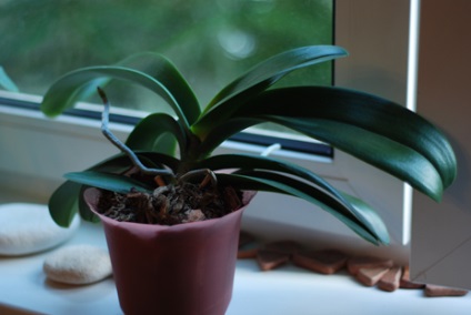 Miért nem virágzik orchidea otthon, hogy videohívásokat