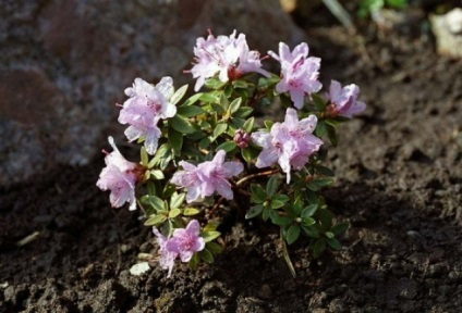 Részletek arról, hogyan növekszik a magok rododendronok