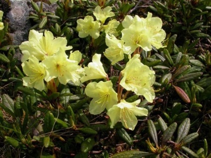 Részletek arról, hogyan növekszik a magok rododendronok