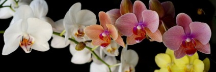 Öntözés orchideák transzplantáció után - mit ne tegyünk videó