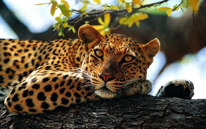 Teljes leírás a leopárd, és életét a vad, mind az állatok
