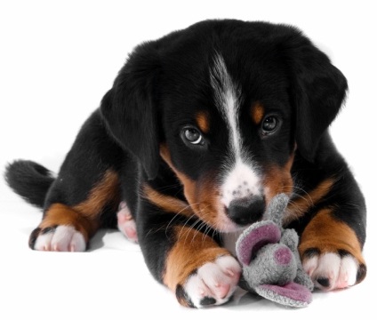 Breed Dog Appenzeller Sennenhund (alpesi kutya), ápolási, karakter