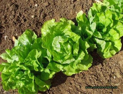 Ültetés saláta és gondozás