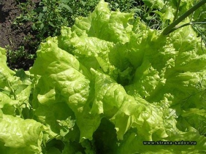 Ültetés saláta és gondozás