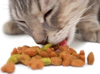Helyes táplálkozás a macskák és macskák