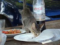 Helyes táplálkozás a macskák és macskák