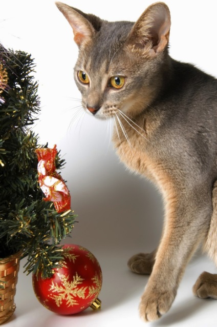 Ünnepi karácsonyi gyönyörű képeket macskaszeretőknek