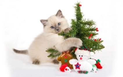 Ünnepi karácsonyi gyönyörű képeket macskaszeretőknek (New Year) Ünnepi karácsonyi gyönyörű képeket macskaszeretőknek