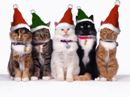 Ünnepi karácsonyi gyönyörű képeket macskaszeretőknek