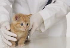 Gyógyszerek, amelyek serkentik az immunrendszert, macskák szükséges-e vagy sem