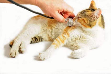Gyógyszerek, amelyek serkentik az immunrendszert, macskák szükséges-e vagy sem