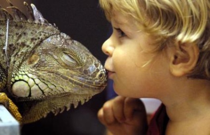 Taming leguán (iguana) szelíd iguana
