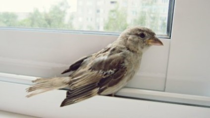 Egy madár repült be az ablakon jele boldogság