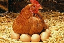 Tenyésztési tojótyúkok