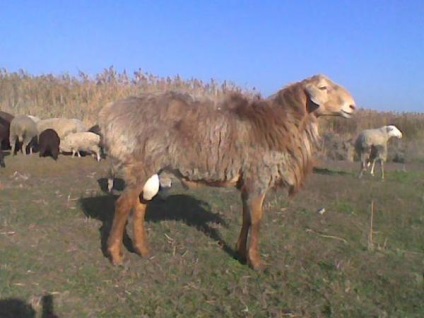 Sheep Afganisztán kurdjuchnogo fajta juhot (kurdjuchnogo fajta juh) Juh afgán zsír farkú juhfajtához