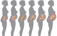 magzati fejlődés hétről hétre terhesség