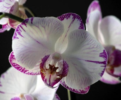 Ajánlások az orchidea ellátás virágzás alatt