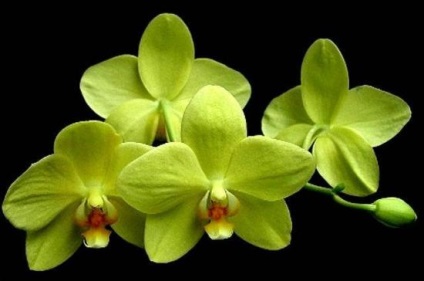 Ajánlások az orchidea ellátás virágzás alatt