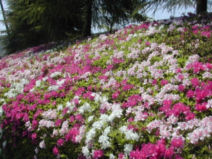 Rhododendron - díszfák és cserjék