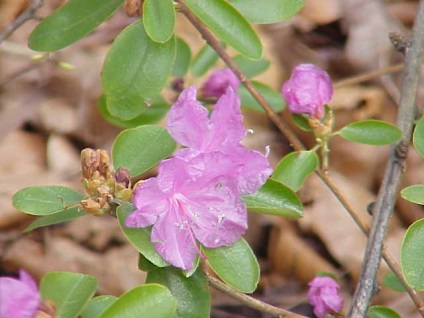 Rhododendron - díszfák és cserjék