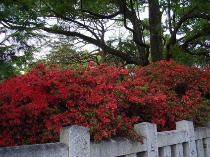 Rhododendron - díszfák és cserjék (Rhododendron) Rhododendron - díszfák és cserjék
