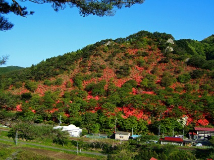 Rhododendron - díszfák és bokrok (Rhododendron ültetett túl) Rhododendron - díszfák és cserjék