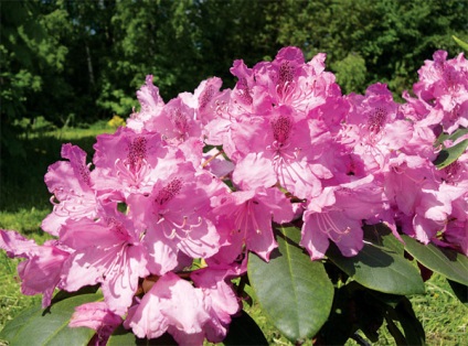 Rhododendrons vetőmag