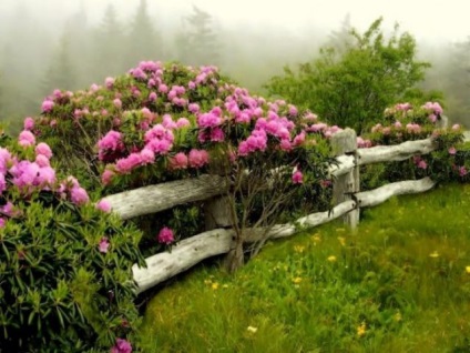 Rododendronok a táj design fotó, ültetés, gondozás