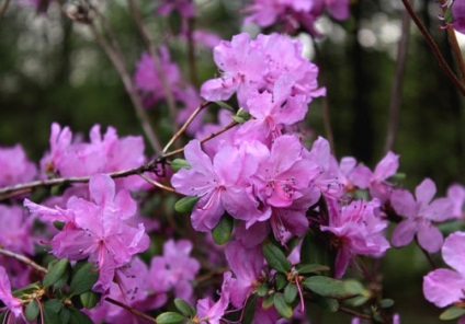 Rhododendron növénytermesztés