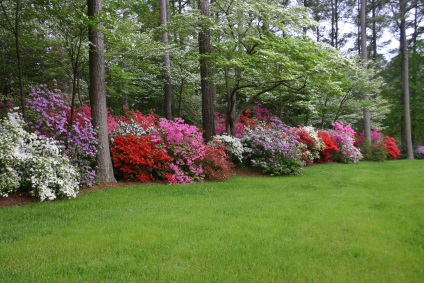 Rhododendron kert ültetés és gondozás, fotó fagyálló fajták és hibridek