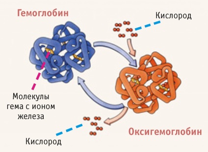 A szerepe az oxigén és a szén-dioxid (szénsav) A szerepe az oxigén és szén-dioxid