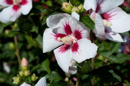 Kerti Hibiscus tenyésztés, magok ültetése, termesztése és gondozása a téli virágok