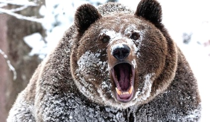 A legszörnyűbb állat ember evők (kannibálok) A legszörnyűbb Animal Cannibals