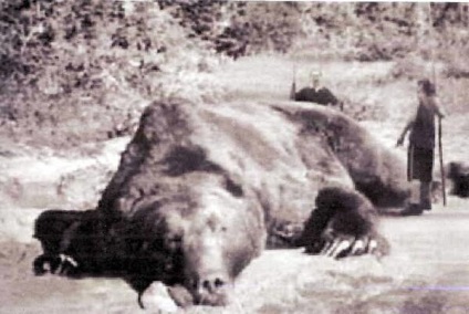 A legszörnyűbb állat ember evők (kannibálok) A legszörnyűbb Animal Cannibals