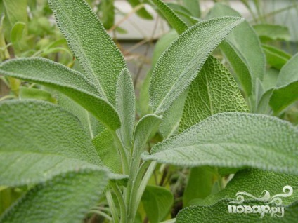 Salvia milyen zsálya (értékek gasztronómiai termék) Sage, milyen zsálya