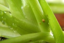 Quadraspidiotus perniciosus a szobanövények (szoba) Pajzstetvek a szobanövények