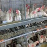 A madárinfluenza tünetei csirkében és a szükséges intézkedéseket a betegség