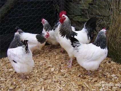 A madárinfluenza tünetei csirkében és a szükséges intézkedéseket a betegség