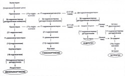 Szintézise szteroid hormonok 1