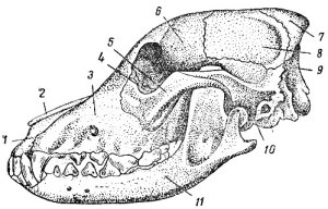 kutya csontváz szerkezet a koponya, a gerinc, a végtagok - egy állatorvosi helyszíni