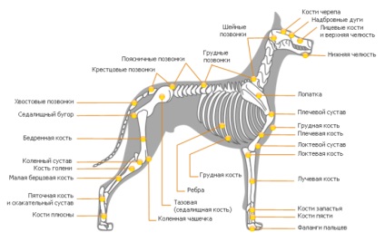 kutya csontváz szerkezet a koponya, a gerinc, a végtagok - egy állatorvosi helyszíni