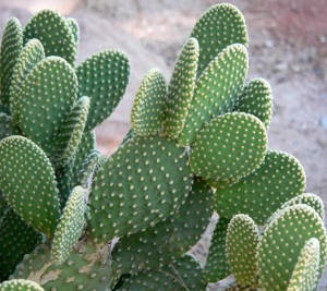 Fogyás diétázás nélkül - az egyedülálló gyógyító tulajdonságait fügekaktusz kaktusz